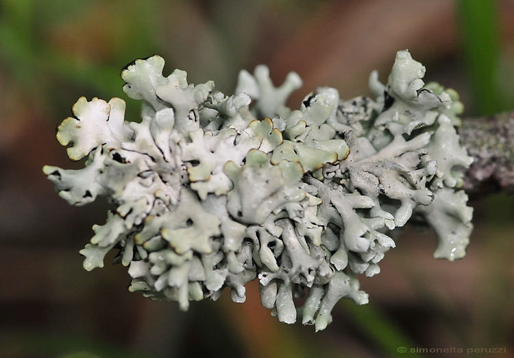 Licheni del Casentino